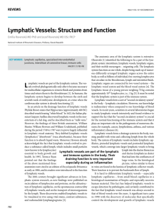 lymphatic vessels: structure and Function