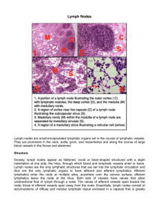 13 Lymph Nodes