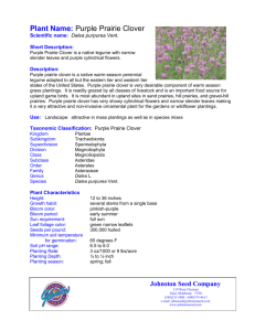 Plant Name: Purple Prairie Clover