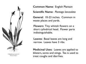 Common Name: English Plantain Scientific Name: Plantago