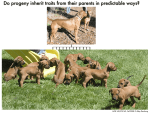 Do progeny inherit traits from their parents in predictable ways?