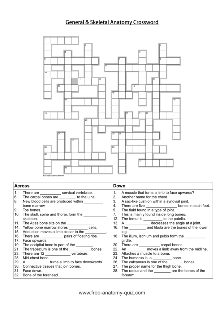 Bone Anatomy Crossword - Musculoskeletal System Crossword Puzzle