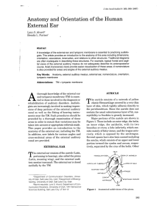 Anatomy and Orientation of the Human External Ear