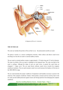 A diagram of the ear's structure THE OUTER EAR - e