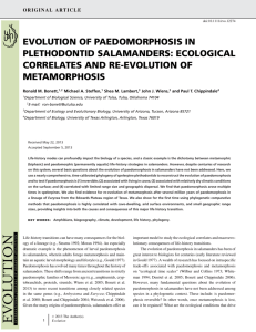 evolution of paedomorphosis in plethodontid salamanders