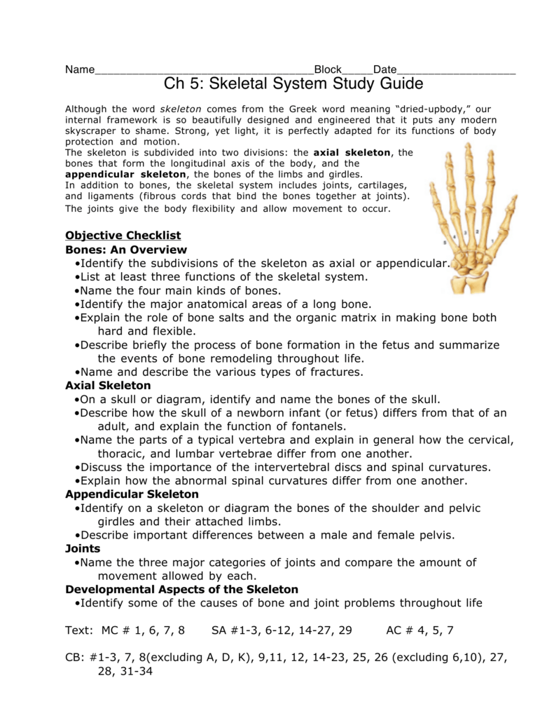 critical thinking questions about skeletal system