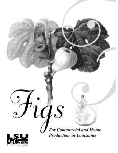 Figs - LSU AgCenter