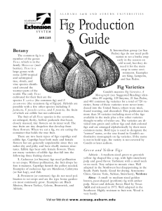Fig Production Guide - Alabama Cooperative Extension System