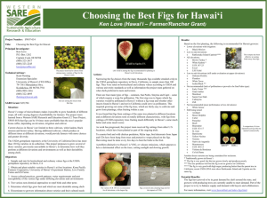 Choosing the Best Figs for Hawai'i Ken Love
