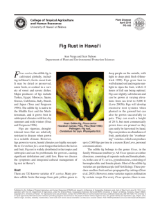Fig Rust in Hawai'i - College of Tropical Agriculture and Human