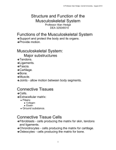 Structure and Function of the Musculoskeletal System Functions of