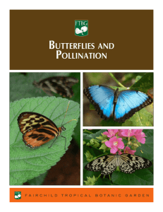 BUttERFLIES AND POLLINAtION - Fairchild Tropical Botanic Garden