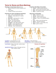 Terms for Bones and Bone Markings
