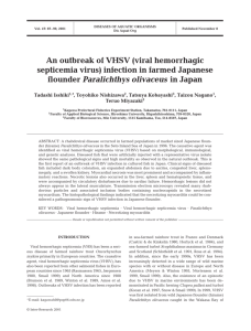 An outbreak of VHSV (viral hemorrhagic septicemia virus) infection