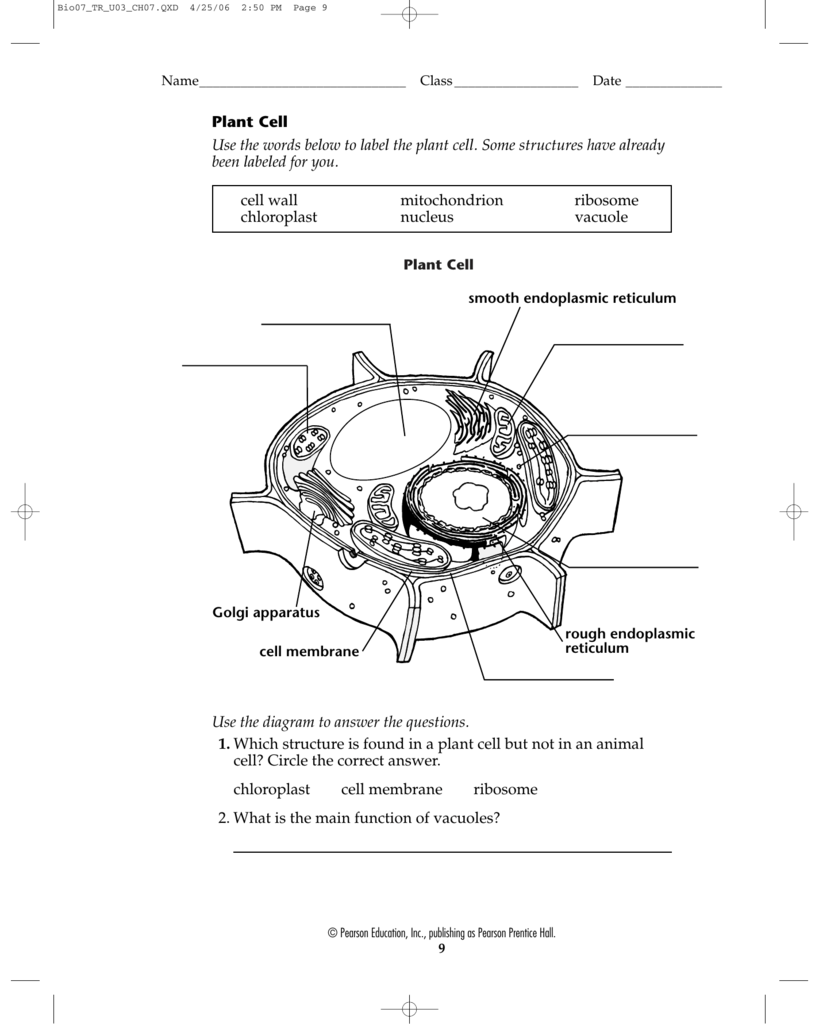 33 Plant Cell To Label