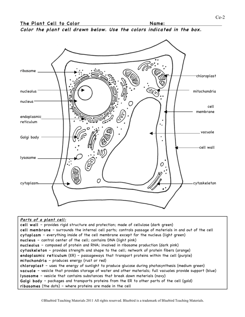 Plant Cell Within Plant Cell Coloring Worksheet