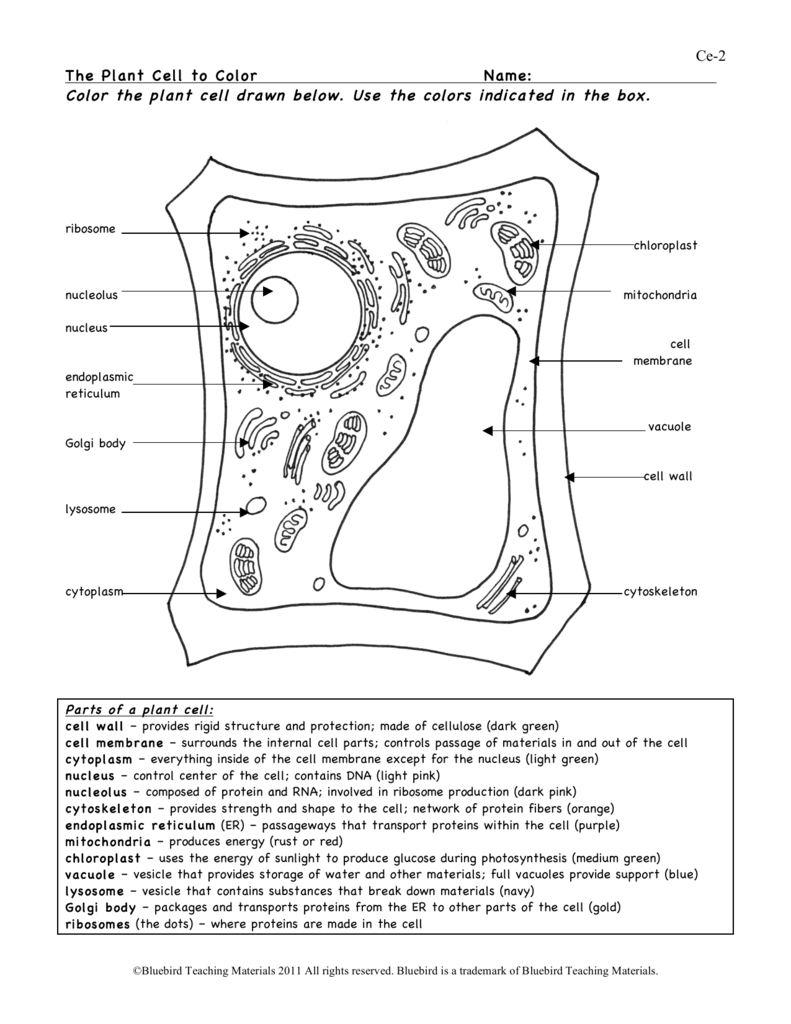 Plant Cell  Throughout Label Plant Cell Worksheet