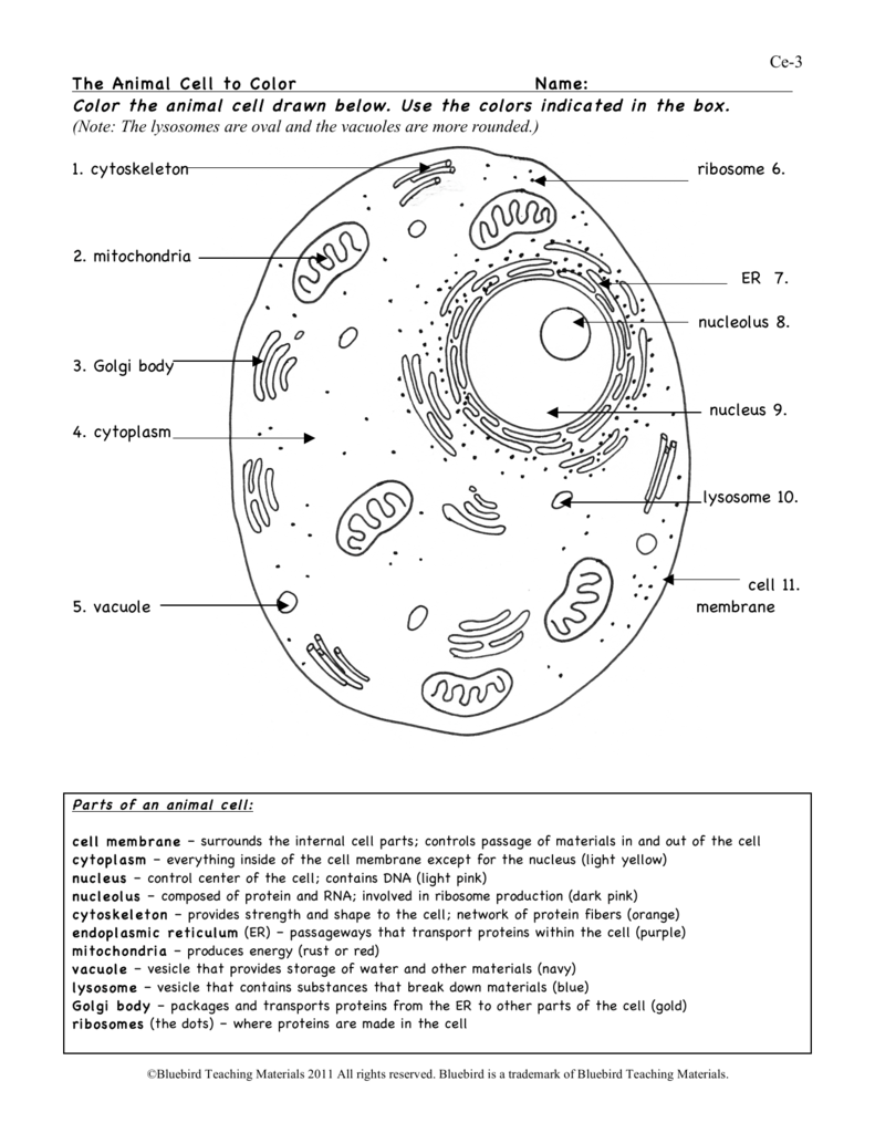 animal cell ws Within Animal Cell Worksheet Answers