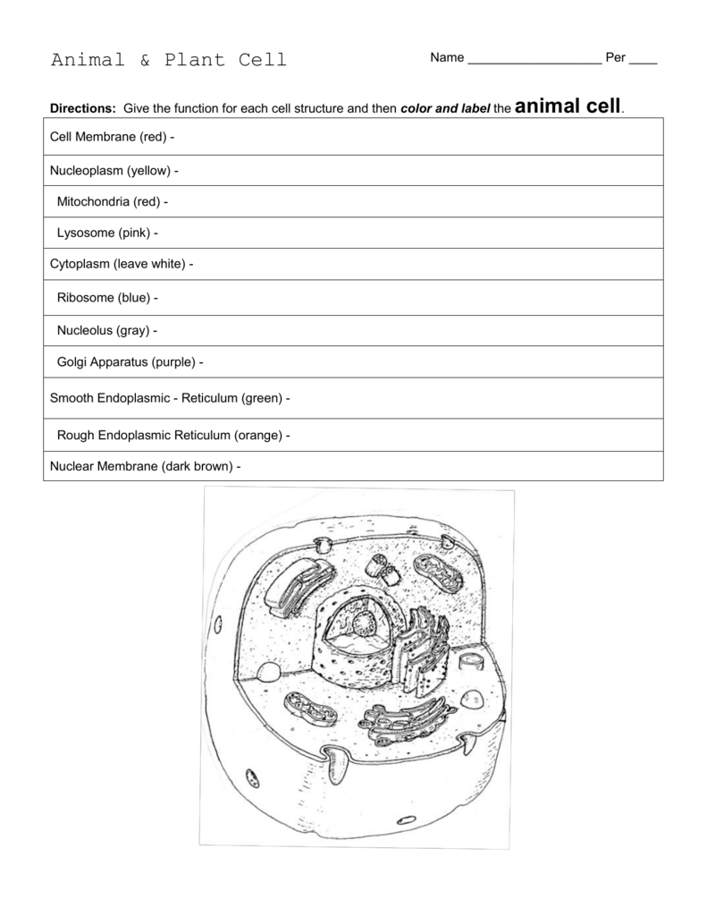 Animal & Plant Cell Worksheet With Animal Cell Coloring Worksheet