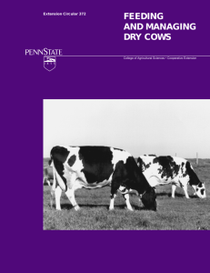 Dry Cows - Penn State Extension