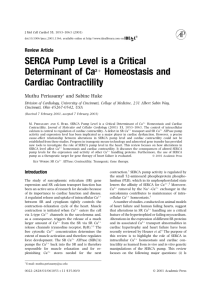 SERCA pump level is a critical determinant of Ca2+ homeostasis