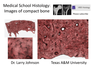 Medical School Histology: Images of compact bone - PEER