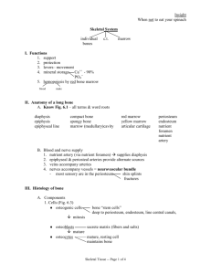 Skeletal System