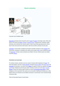 Muscle contraction