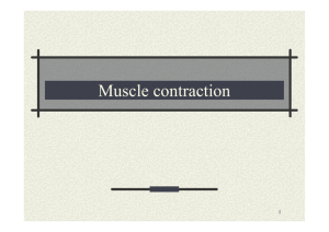 Muscle contraction