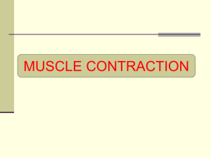 Muscle contraction mechanism