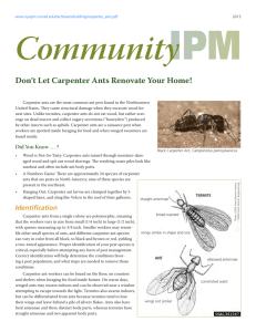 Don't Let Carpenter Ants Renovate Your Home!