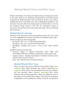 Skeletal Muscle Tissue and Fiber Types