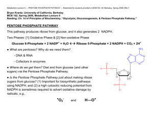 Pentose Phosphate Pathway - Molecular and Cell Biology
