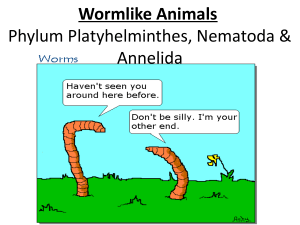 Wormlike Animals Phylum Platyhelminthes, Nematoda & Annelida