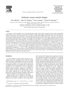 Ischemia causes muscle fatigue - Ergonomics