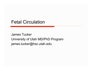 Fetal Circulation - University of Utah