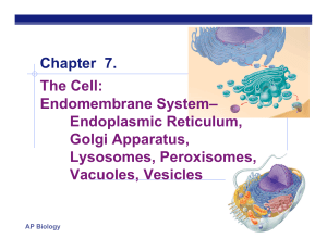 Chapter 7. The Cell: Endomembrane System– Endoplasmic