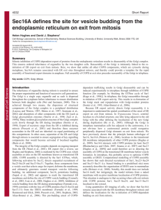 Sec16A defines the site for vesicle budding from the endoplasmic