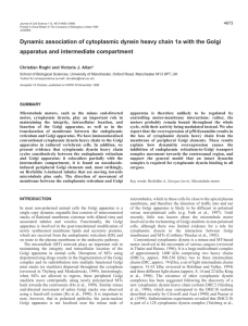 DHC1a on the Golgi apparatus