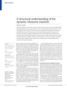 A structural understanding of the dynamic ribosome