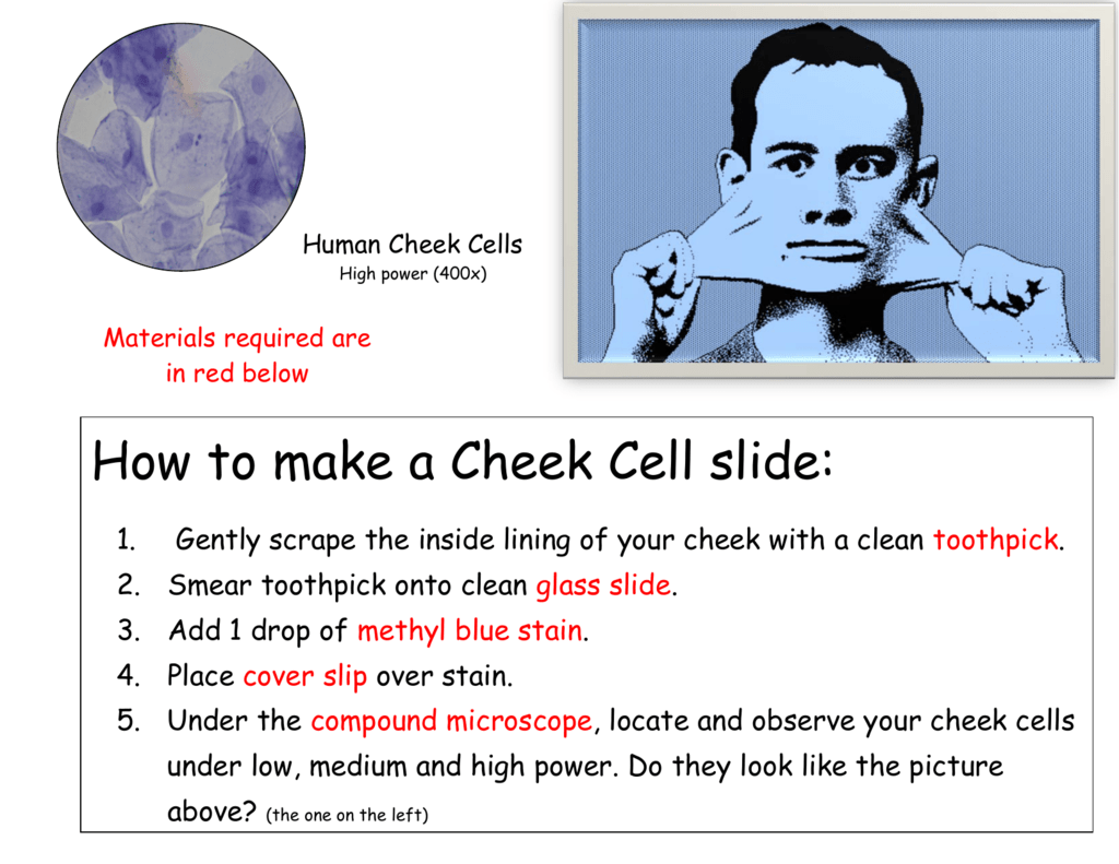 Wet Mount Preparation Microscope Slides at Celestina Wooten blog