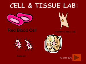 cell & tissue lab