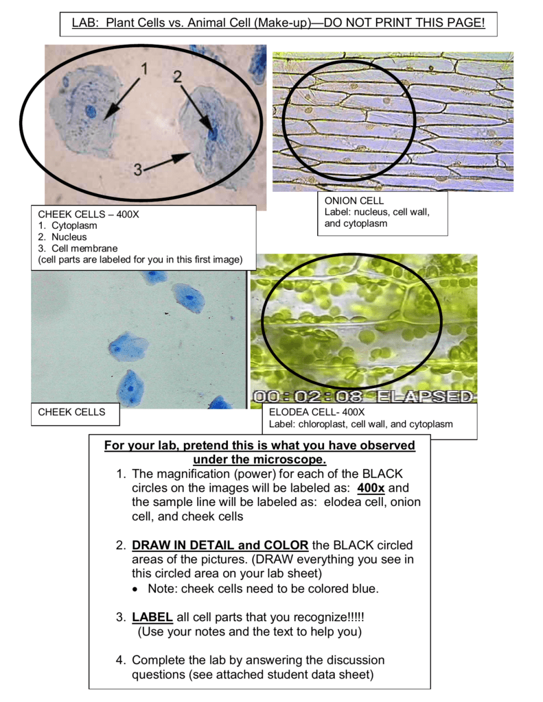 plant cells under a microscope labeled