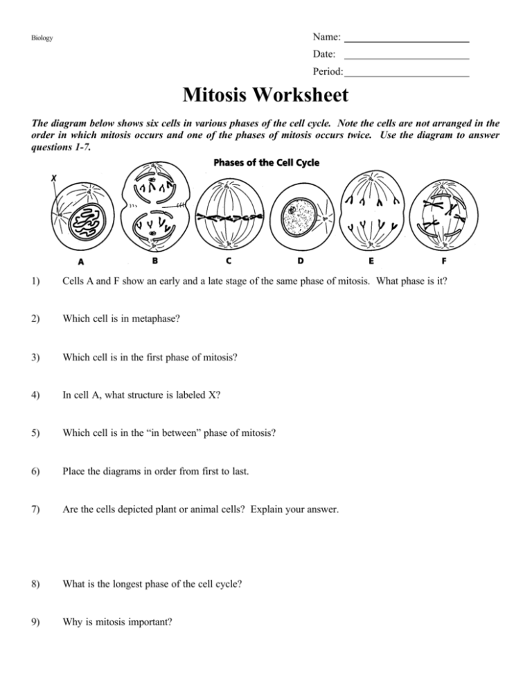 mitosis-worksheet