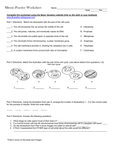 Mitosis Practice Worksheet
