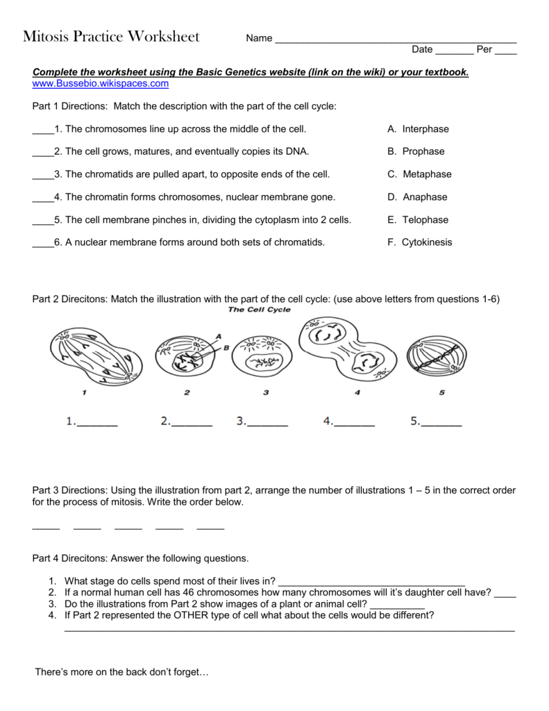 mitosis-practice-worksheet