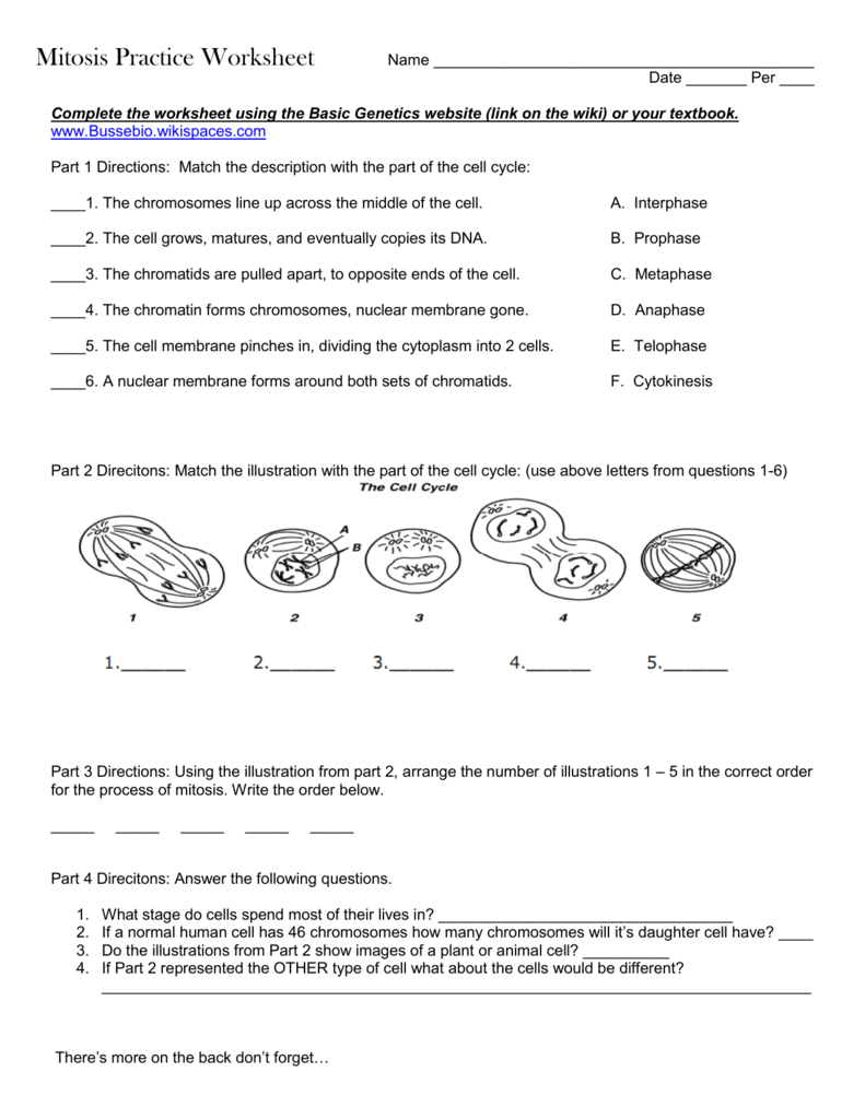  Mitosis Practice Worksheet Answers Free Download Qstion co