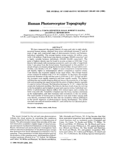 Human Photoreceptor Topography
