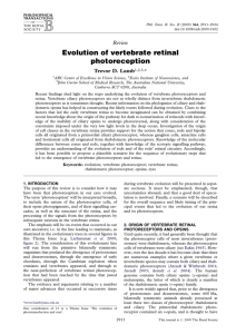 Evolution of vertebrate retinal photoreception