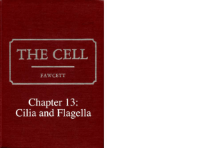 Chapter 13: Cilia and Flagella - American Society for Cell Biology